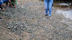 Liberan más de 37 mil crías de tortugas para repoblar Amazonía