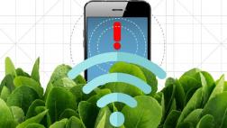 Expertos convierten espinacas en plantas nanobiónicas
