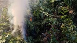 Áncash: decomisan e incineran 3.200 plantones de marihuana