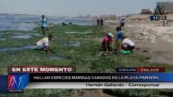 Lambayeque: especies marinas vararon en playas de Chiclayo