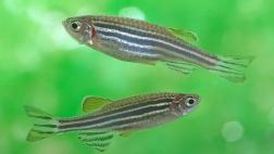 Los peces cebra tendrían la clave para regenerar médula espinal