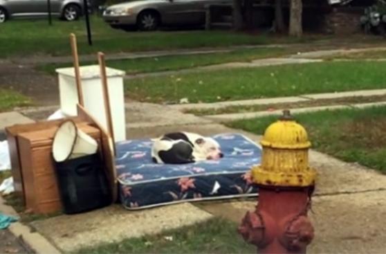 Perro abandonado tras mudanza vuelve a confiar