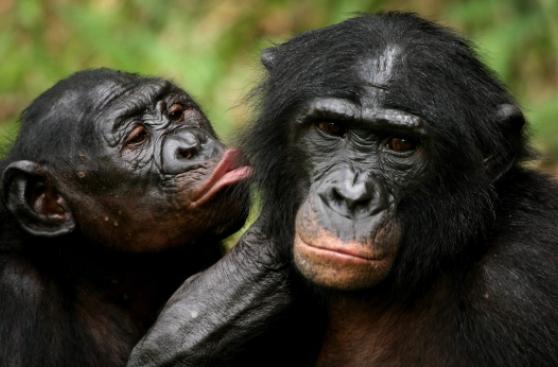 Los bonobos sufren de vista cansada como los humanos