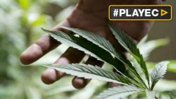 Estados Unidos: Florida legalizó la marihuana medicinal