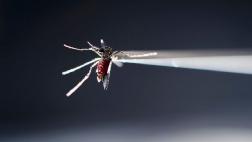 Expertos logran crear un escudo contra zika que protege al feto