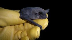 Murciélago cola de ratón es el animal con el vuelo más rápido