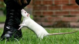 Las ratas tienen cosquillas cuando están de buen humor