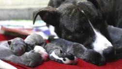 Proponen que animales sean considerados "seres sintientes"