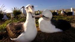 El plástico altera el olfato de las aves marinas