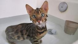 ¿Cómo darle un baño seguro a tu gato?