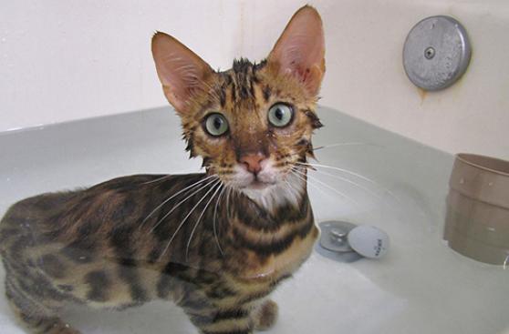 ¿Cómo darle un baño seguro a tu gato?