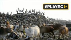 India: el ave que se salva de la extinción gracias a un basural