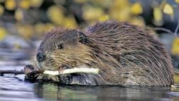 Argentina: Exterminarán 100.000 castores para salvar bosques