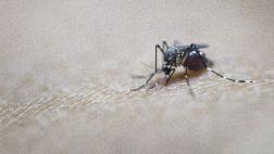 El zika deja de ser emergencia de salud pública mundial