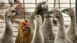 Japón eleva al máximo su alerta de gripe aviar
