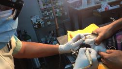 ¿Cuándo es momento de llevarlos al dentista?
