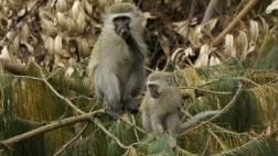 Primates hembras incitan al macho a la violencia