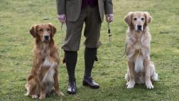Los perros tienen una memoria similar a la del hombre