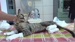 Gato se recupera tras rasguñar la muerte en incendio