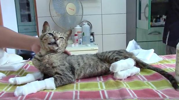 Gato se recupera tras rasguñar la muerte en incendio