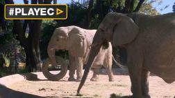 Argentina: Abogados acusan a zoológico de maltratar elefantes