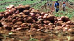 Descubriendo la agricultura, por Richard Webb