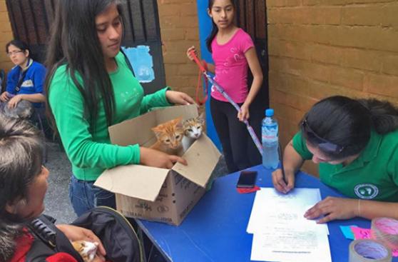 Campaña gratuita esterilizó a 30 mascotas en Surco