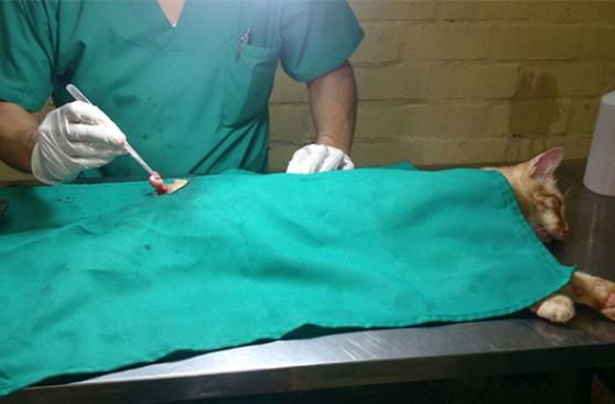 Campaña gratuita esterilizó a 30 mascotas en Surco