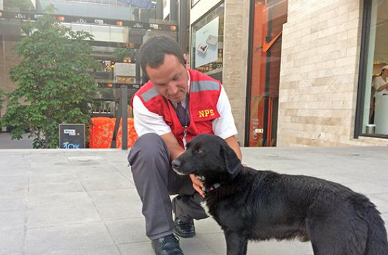 Este centro comercial da hogar temporal a sus perros rescatados