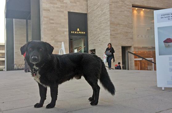 Este centro comercial da hogar temporal a sus perros rescatados