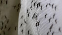 Zika: mosquito transmisor migra al sur por el cambio climático