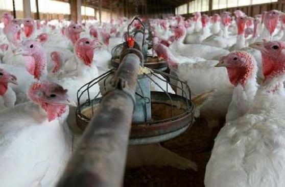 Más de 2,2 millones de pavos llegarán al mercado por Navidad