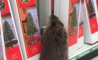 El singular "cliente" que fue en busca de un árbol navideño