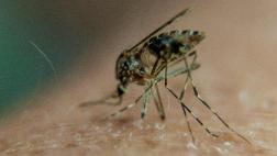 La malaria ya estaba presente en el Imperio Romano