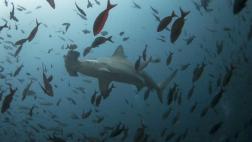 Más de 30 especies de tiburones y rayas podrían extinguirse