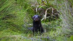 La batalla para proteger la biodiversidad se está perdiendo