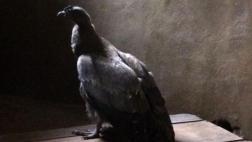 Junín: cría de cóndor fue rescatada de traficantes de animales