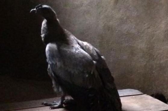 Junín: cría de cóndor fue rescatada de traficantes de animales