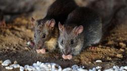 Francia: Cierran parques y jardines por plaga de ratas en París