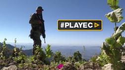 Narcotráfico: la dura batalla en México contra la amapola