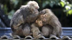 El macaco tiene la anatomía para hablar como humano