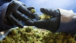 México: Senado aprueba uso de marihuana con fines medicinales