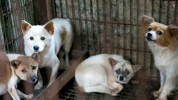 Corea del Sur cerrará mercado que vende carne de perro