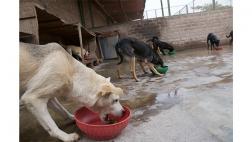 Perros sin hogar podrían tener una contundente Navidad