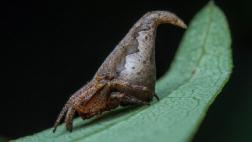 Bautizan una nueva especie de araña en honor a Harry Potter
