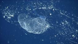 Encuentran un animal marino por primera vez en más de 100 años