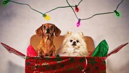 A pensar dos veces antes de regalar mascotas en Navidad