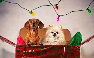 A pensar dos veces antes de regalar mascotas en Navidad