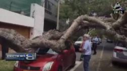 San Isidro: árbol casi aplasta a familia que viajaba en auto