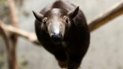 Cerrar los zoológicos pondría en riesgo a sus animales